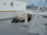 Ambarcațiune de patrulare de vânzare