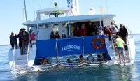 Catamaran de vânzare
