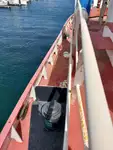 Remorcher de vânzare
