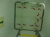 Nava de transport marfă vrac de vânzare