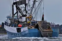 Nava de pescuit cu plase purseine de vânzare