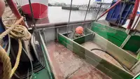 Nava transportoare de pește viu de vânzare