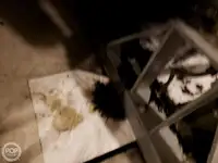 Navă de feribot de vânzare