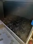 Navă de croazieră de vânzare