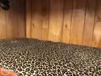 Nava de pescuit tip trauler de vânzare