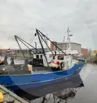 Purtător de pește viu de vânzare