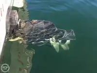 Nava de pescuit tip trauler de vânzare