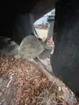 Remorcher de vânzare