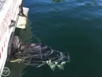 Nava de pescuit tip trauler de vânzare